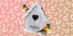 Тест на зоркость: найдите отличия на картинке с птичьим домиком!