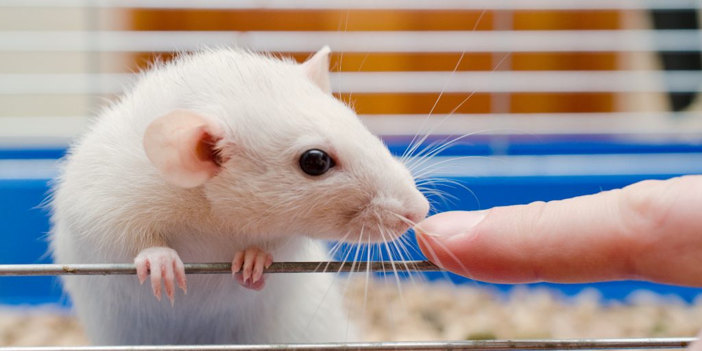 Домашняя крыса: описание пород, уход и содержание - Лайфхакер