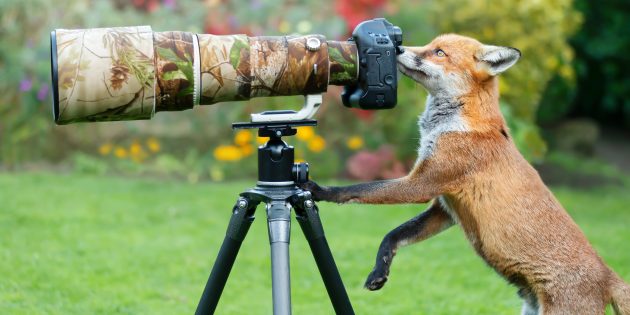 «И мне покажи»: тред с фото диких животных, которые мешают себя фотографировать