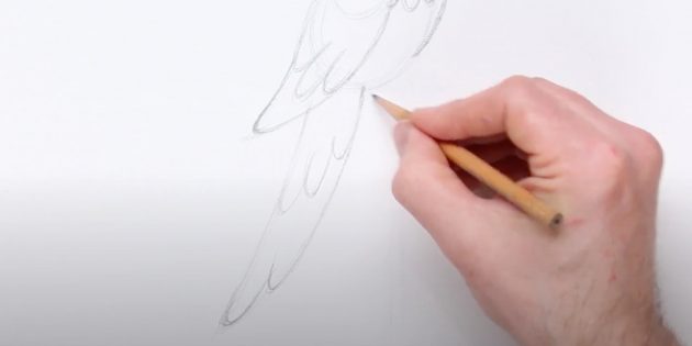 Как нарисовать попугая: Прорисуйте хвост