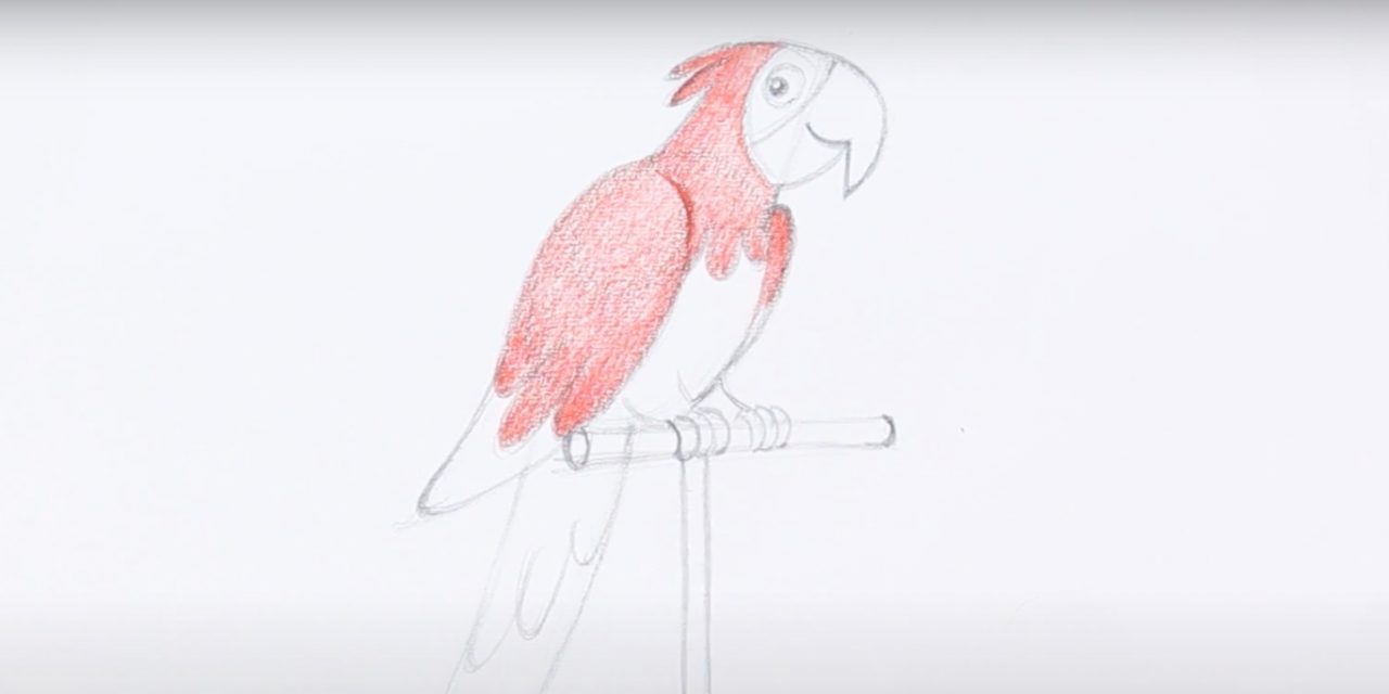 Фото попугая нарисованного с хуем