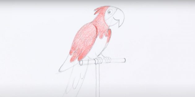 Как нарисовать попугая: Используйте красный карандаш
