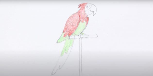 Как нарисовать попугая: Добавьте зелёный цвет