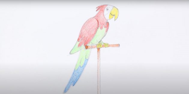 Как нарисовать попугая: Закрасьте клюв, жёрдочку и хвост