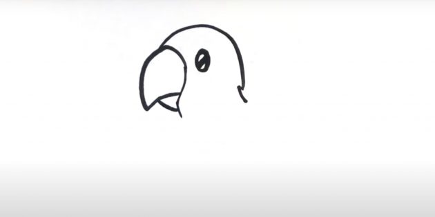 Как нарисовать попугая: Изобразите голову и дорисуйте клюв