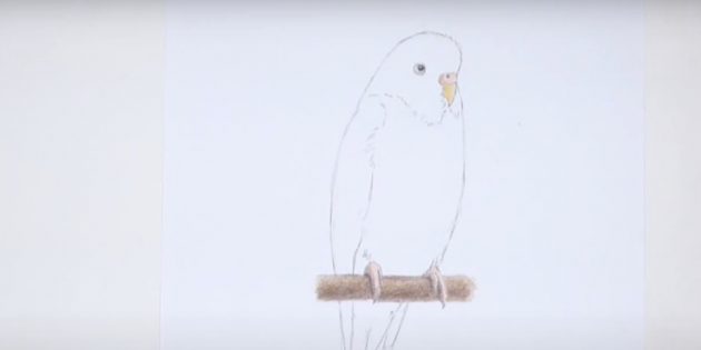 Как нарисовать попугая: Закрасьте лапы, жёрдочку и клюв