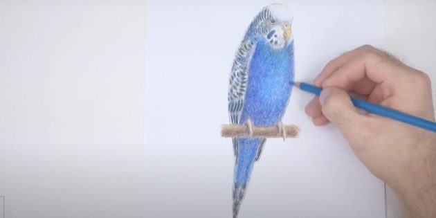 Как нарисовать попугая: Сделайте рисунок ярким