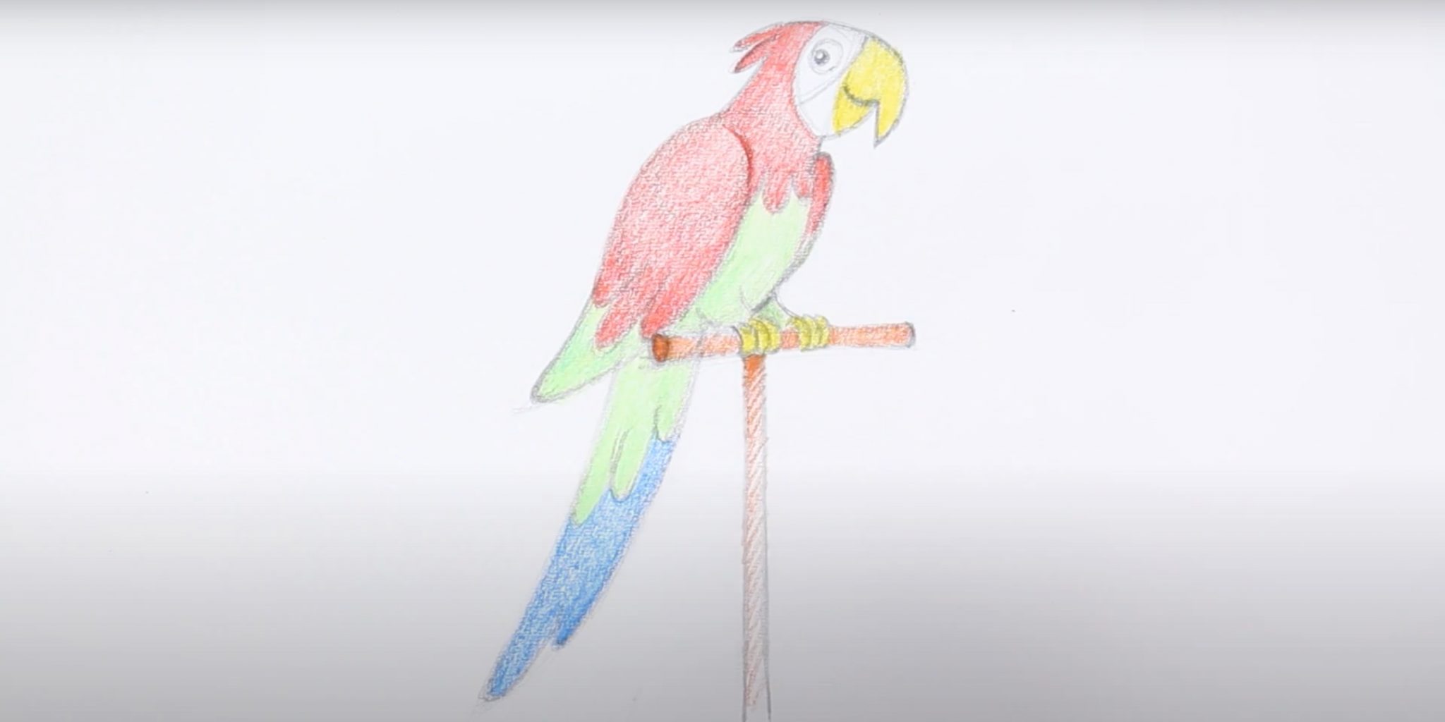 Как нарисовать попугая 1 класс