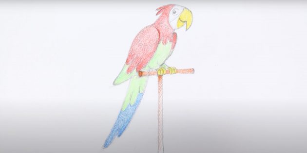 Мультяшный попугай цветными карандашами