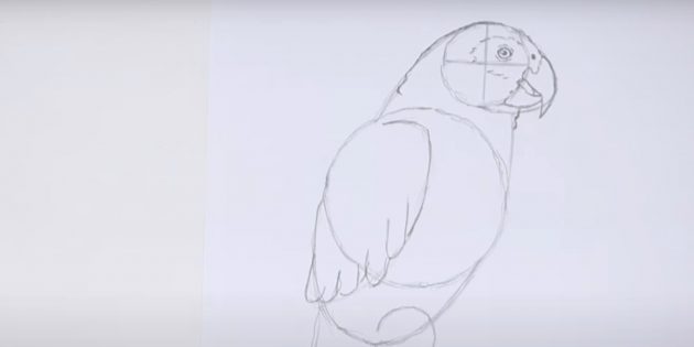 Как нарисовать попугая: Наметьте крыло