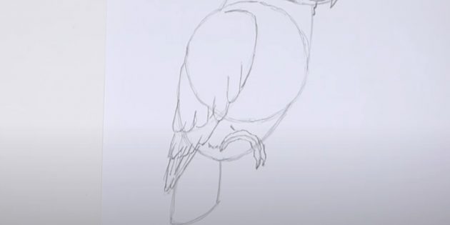 Как нарисовать попугая: Прорисуйте лапу