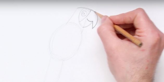 Как нарисовать попугая: Прорисуйте голову