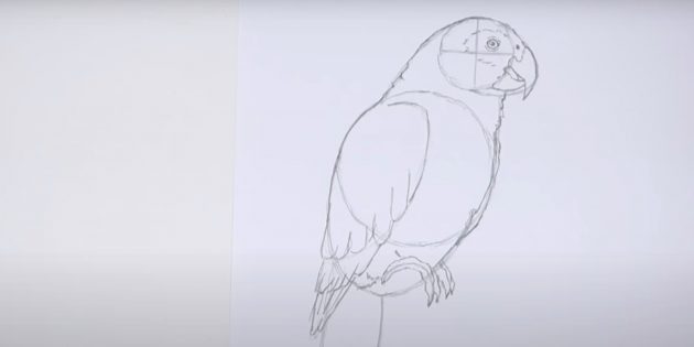 Как нарисовать попугая: Нарисуйте вторую лапку и крыло