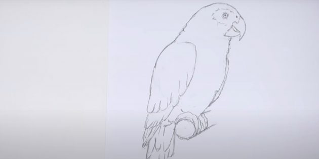 Как нарисовать попугая: Сотрите лишнее