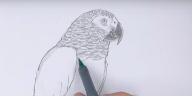 Как нарисовать попугая: Закрасьте голову и клюв