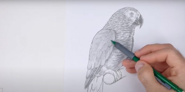 Как нарисовать попугая: Закрасьте крылья