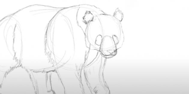 Как нарисовать панду: Детализируйте голову