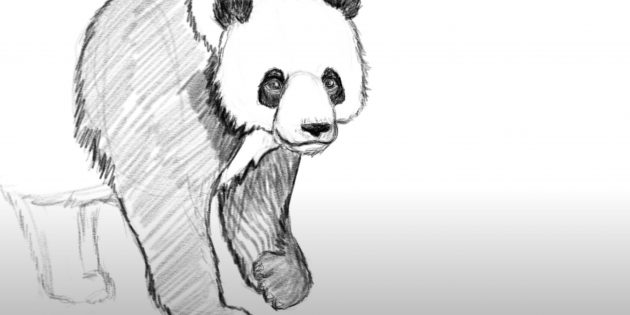 Как нарисовать панду: Прорисуйте левую переднюю лапу