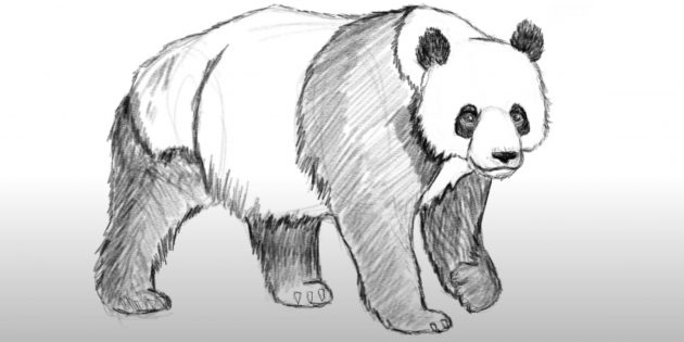 Как нарисовать панду: Детализируйте задние лапы