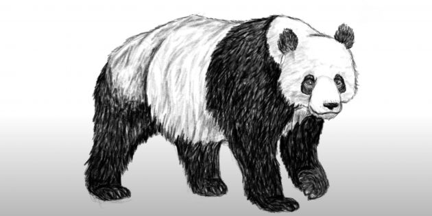 Как нарисовать панду: Закрасьте лапы и корпус