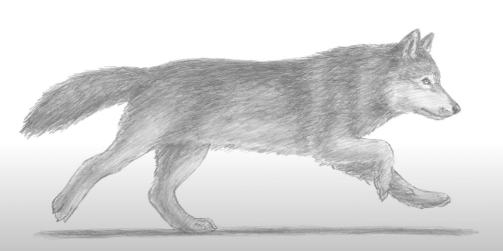 Этапы рисования волка