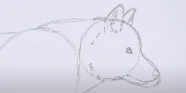 Как нарисовать волка: Прорисуйте рот и шерсть