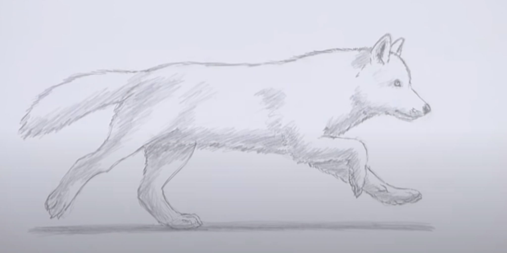 Волк рисунок карандашом легкий бежит