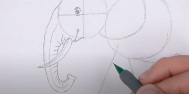 Прорисуйте хобот слона