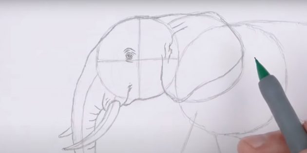Как нарисовать реалистичного стоящего слона: ухо