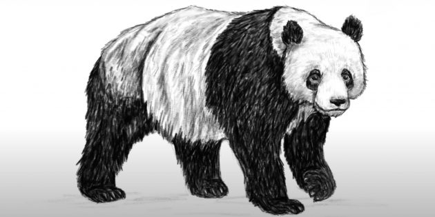 Рисунок стоящей реалистичной панды