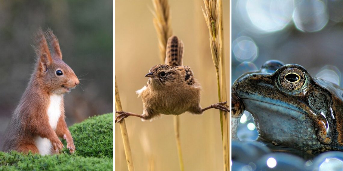 Лучшие снимки дикой природы с конкурса World Nature Photography Awards