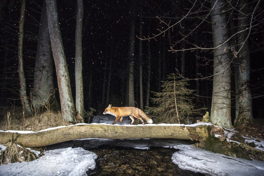 Лучшие снимки дикой природы с конкурса World Nature Photography Awards