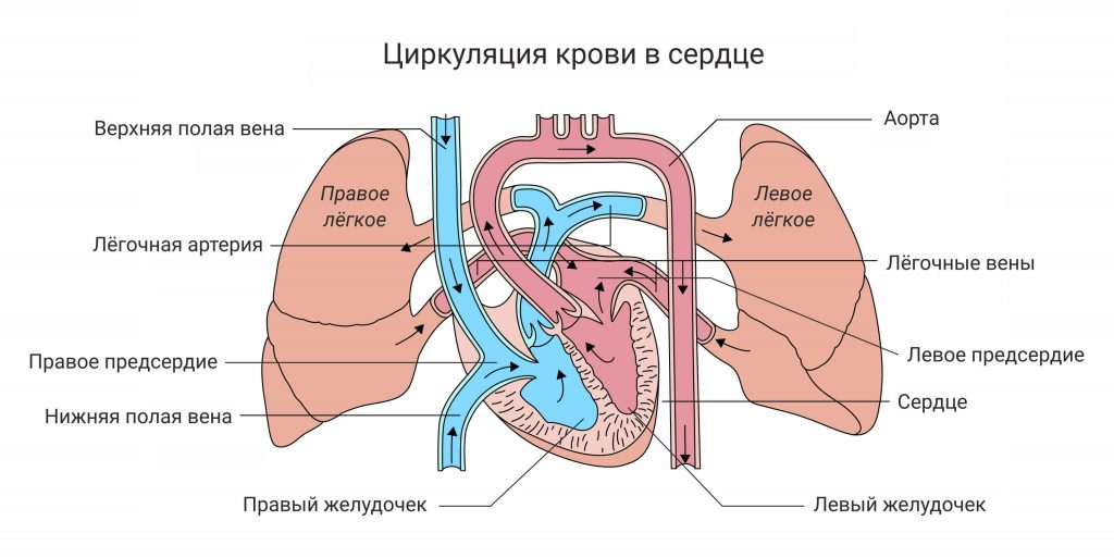 Пороки сердца: схема циркуляции крови в сердце