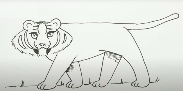 Как нарисовать тигра поэтапно | Рисунок тигра карандашом