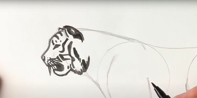 Как нарисовать тигра: Обведите уши, добавьте полосы