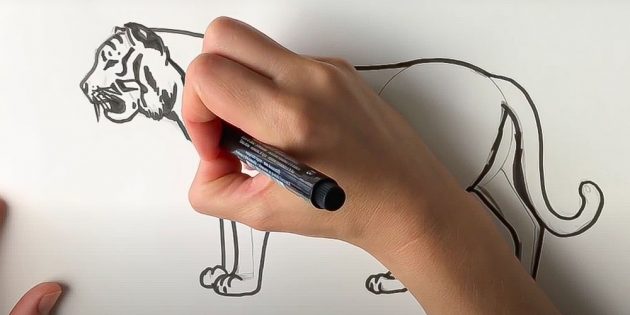 Как нарисовать тигра: Обведите тигра фломастером