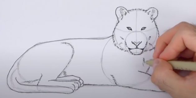Как нарисовать тигра — легкие поэтапные инструкции карандашом и красками