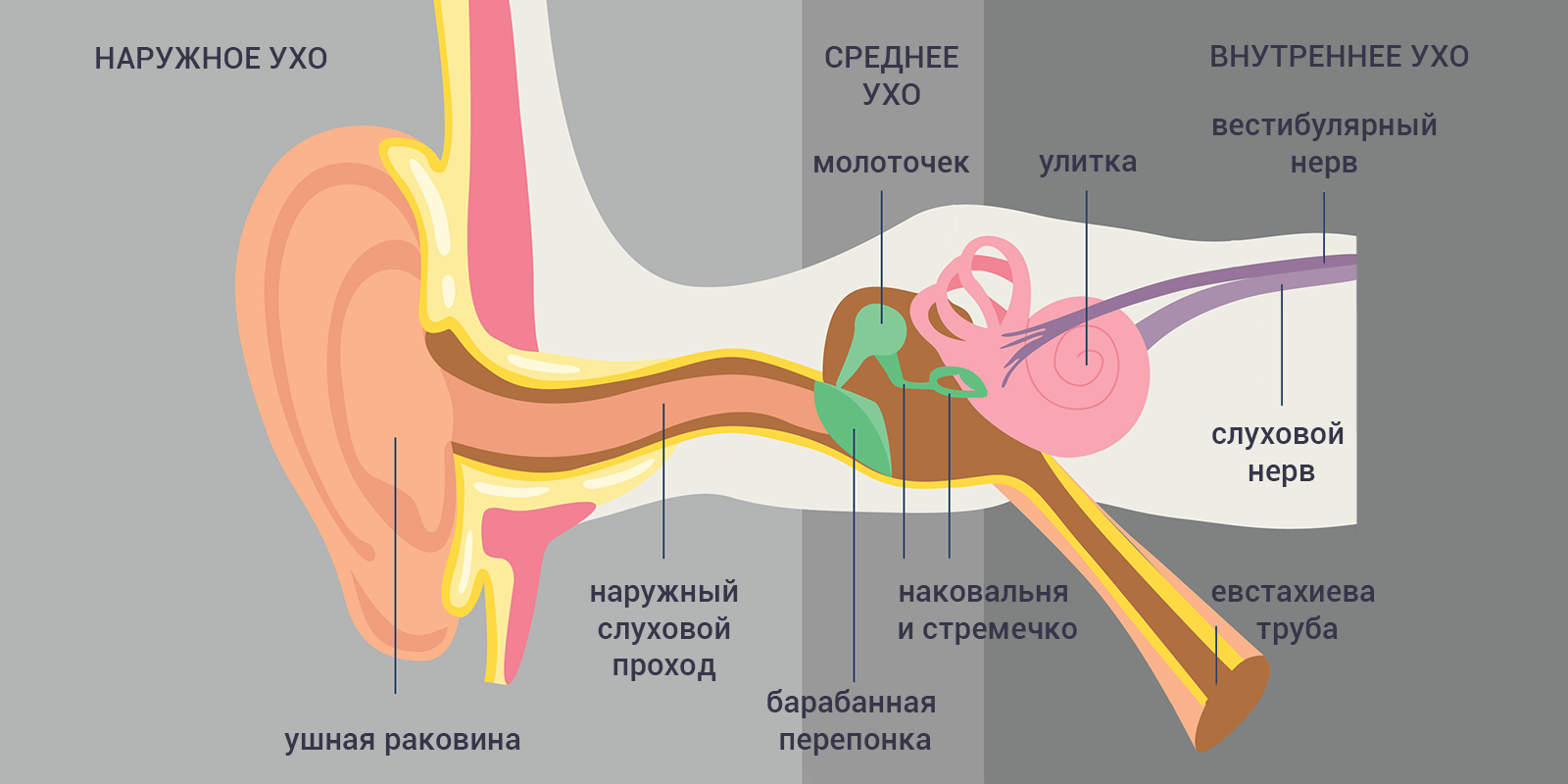 Основные причины боли в ушах у взрослых