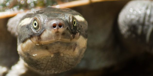 Черепаха реки Мэри в Австралии умеет дышать через задний проход