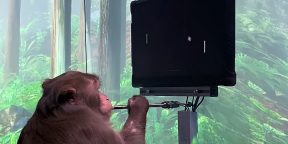 Neuralink Илона Маска показала видео с обезьяной, которая играет в видеоигру силой мысли