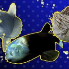 ТЕСТ: «Кто проживает на дне океана?» Пройдите проверку на знание глубоководных обитателей!