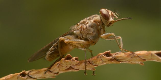 Тайны мира: муха цеце