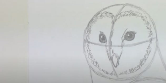 Как нарисовать сову: изобразите клюв и лицевой диск