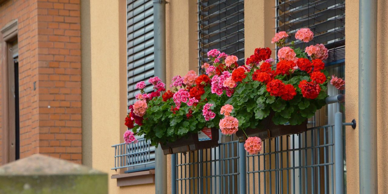Эти цветы на балконе цветут все лето | Все про сад и дачу | Дзен