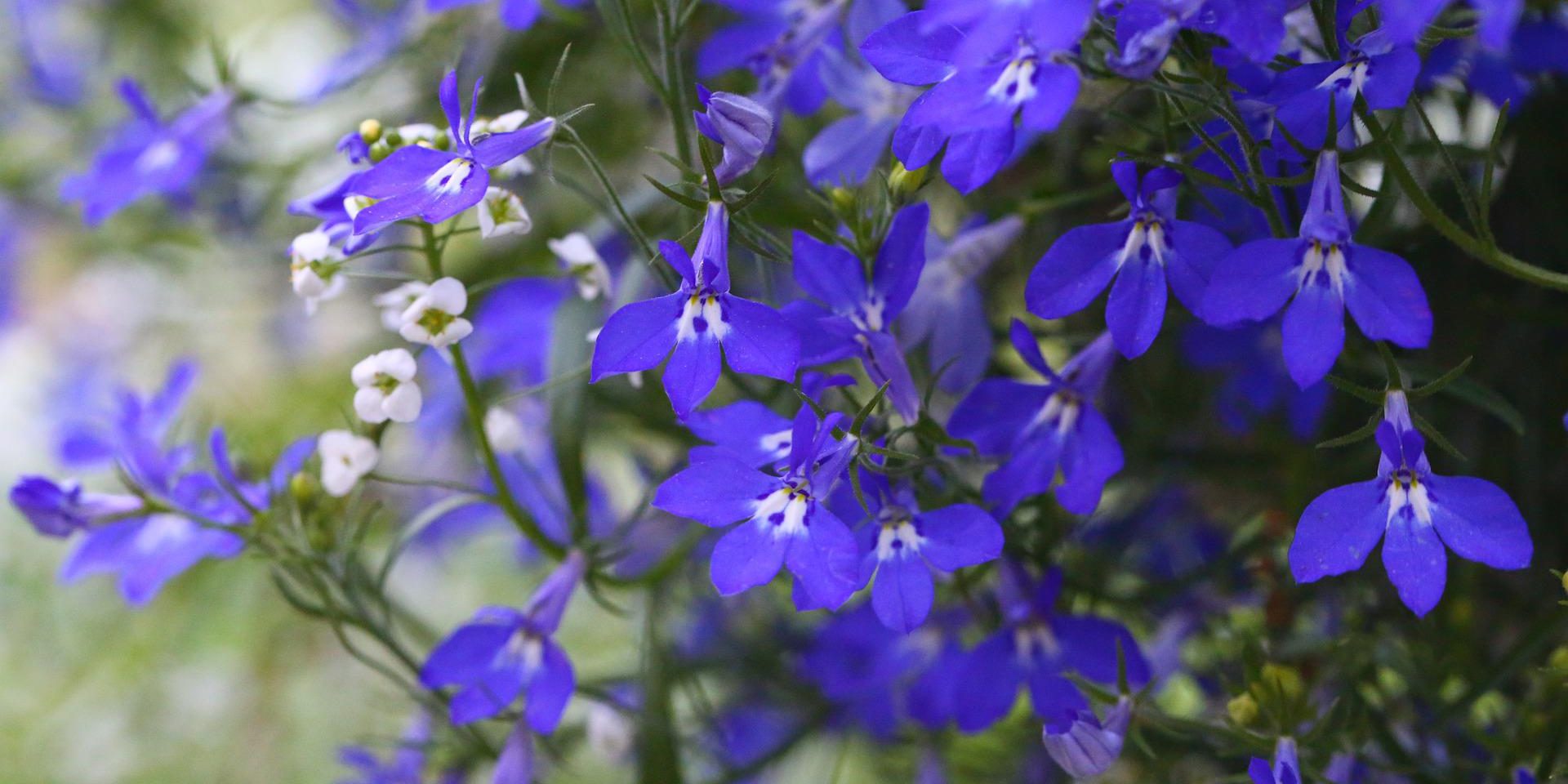 Лобелия. Лобелия Император Вильям. Lobelia erinus – лобелия эринус. Лобелия Клебран. Цветы лобелия Император Вилли.