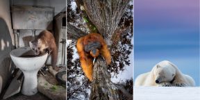 Объявлены победители премии Nature TTL: это лучшие фото дикой природы 2021 года