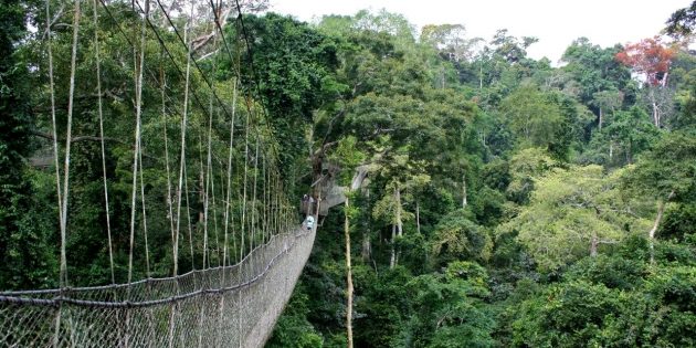Самые страшные мосты: подвесная дорога в Национальном парке Какум