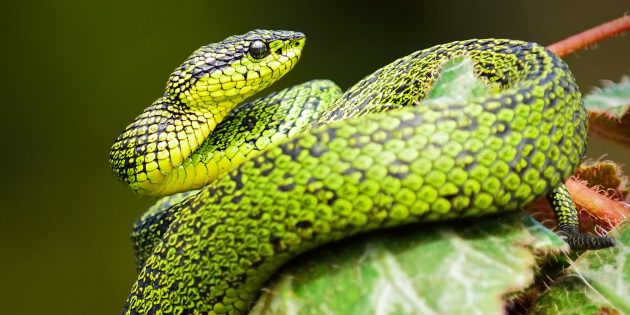 12 популярных мифов о змеях, в которые явно не стоит верить