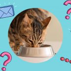Надо ли чередовать сухой и влажный корм при кормлении кошки?