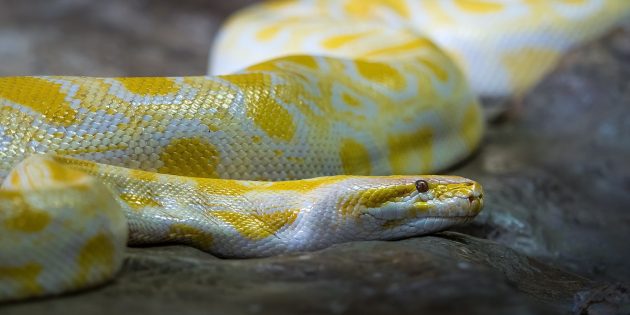12 популярных мифов о змеях, в которые явно не стоит верить